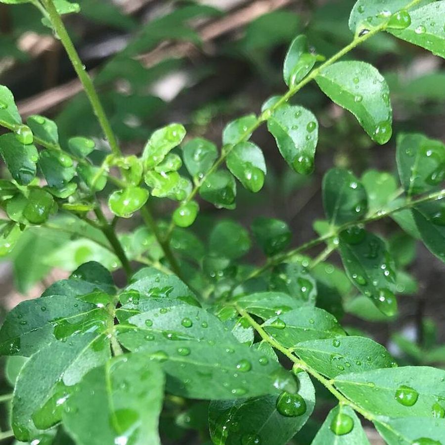 Fresh curry leaves sprig