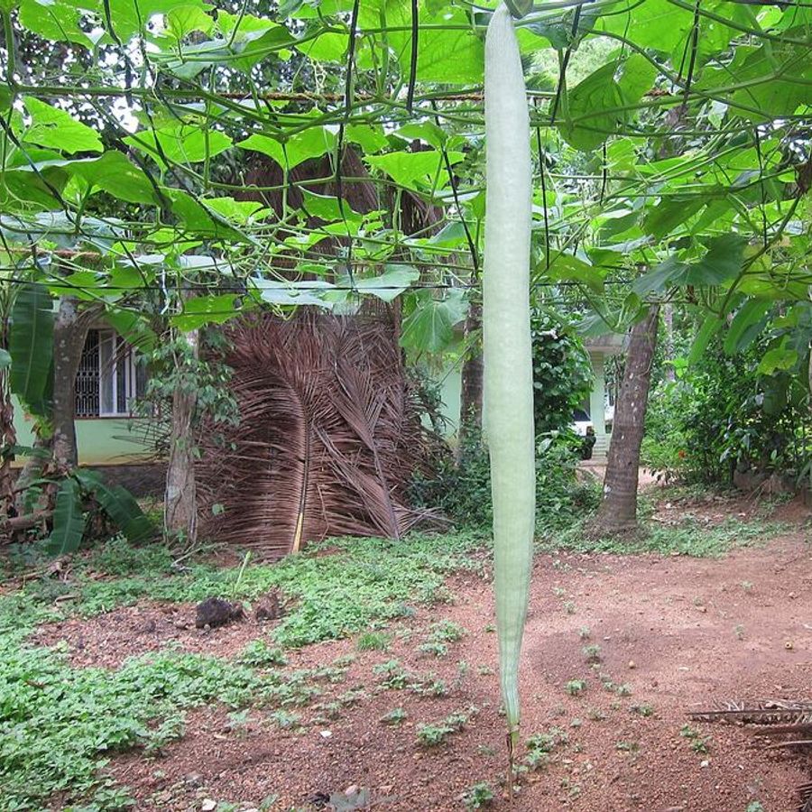 Fresh snake gourd
